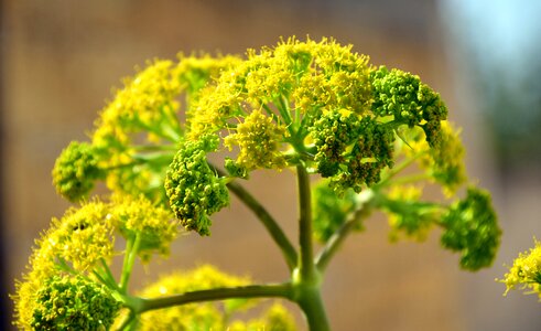 Bloom fennel flower spring