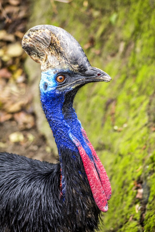 Colorful zoo animal