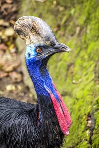 Colorful zoo animal