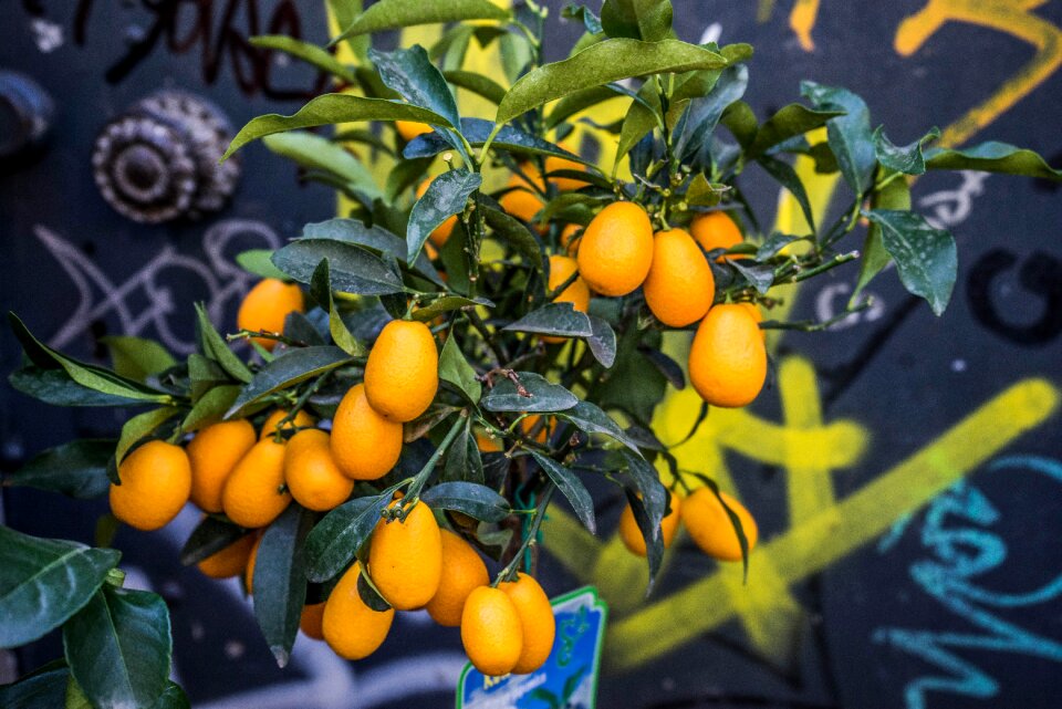 Spain oranges fruit