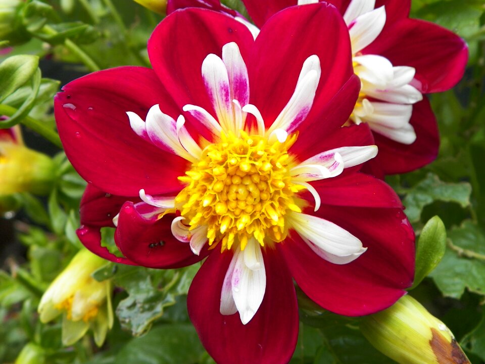Red flower white