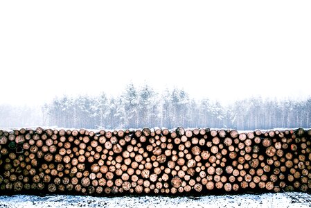 Trunk log timber photo