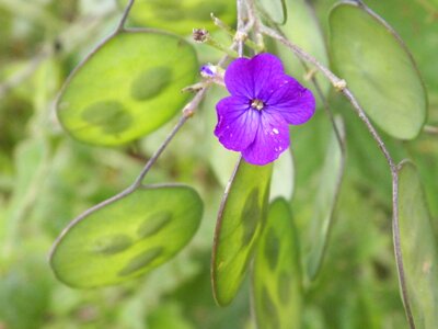 Purple nature flower