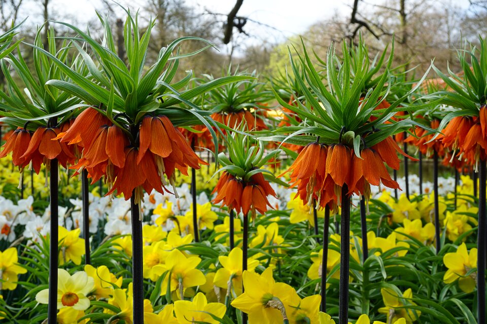 Keukenhof spring flowers spring