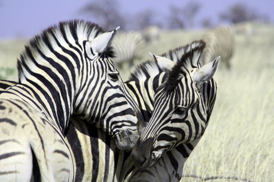 Stripes safari black and white