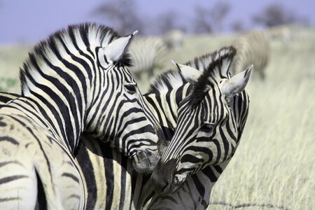 Stripes safari black and white