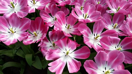 Holland keukenhof blossom