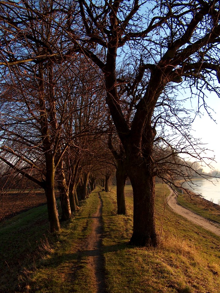 20110117Rhein_Altlussheim7