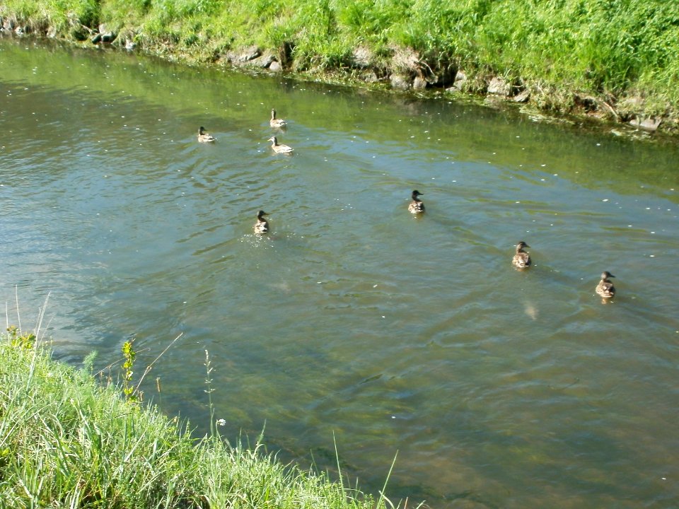 20110829Enten_Reilingen1