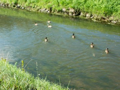 20110829Enten_Reilingen1
