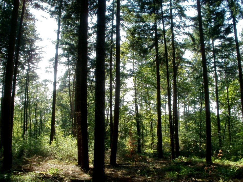 20110826Untere_Lusshart_Reilingen