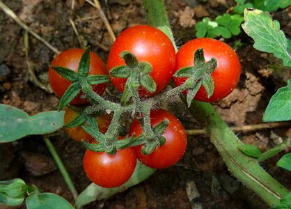 Fruit vegetable ripe