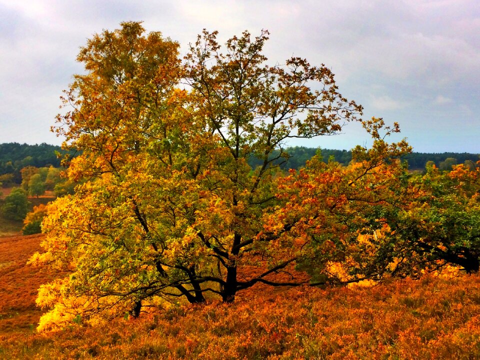 Lower saxony lüneburg heath autumn