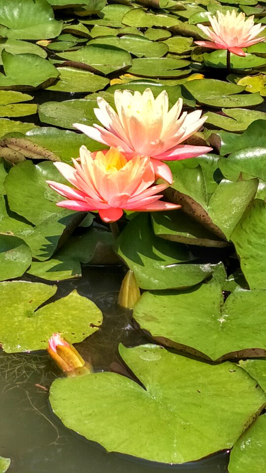 Lotus pink pond