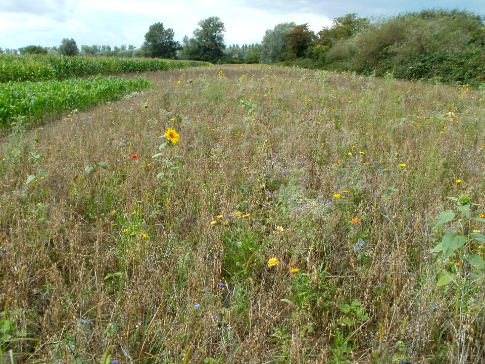 20110813Kollerinsel4