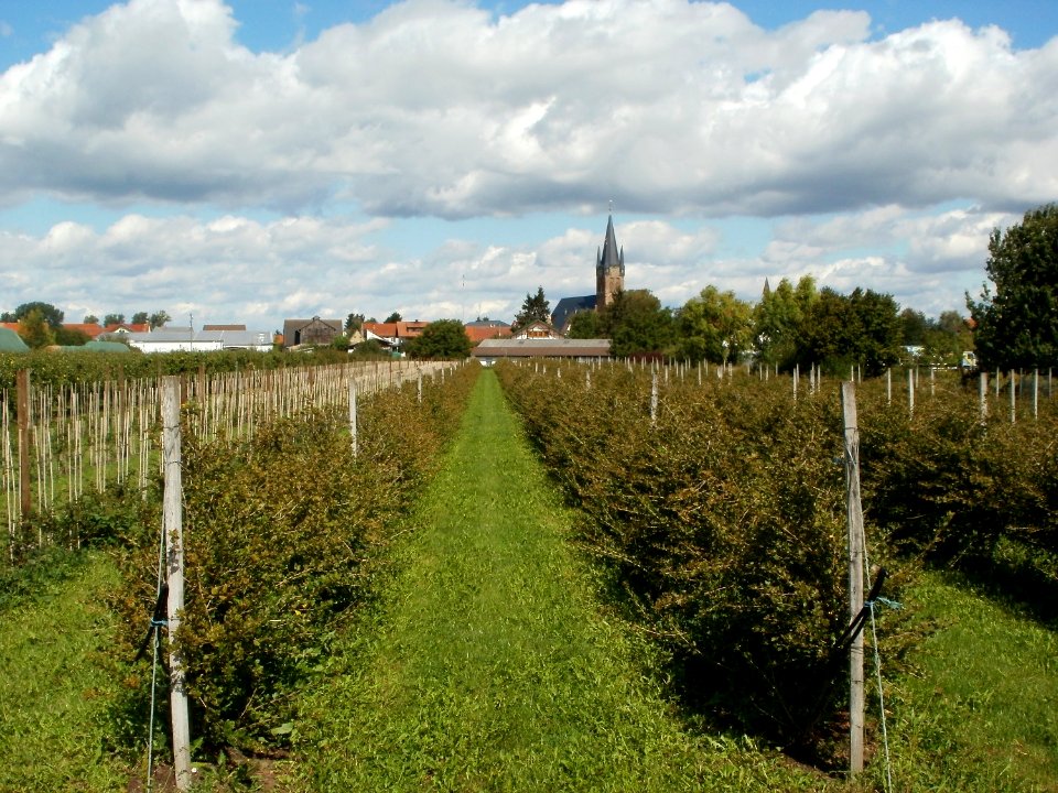 20110829Obstgarten_Reilingen4