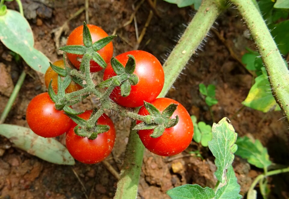 Fruit vegetable ripe