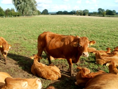 20110815Kuehe_Bad_Schoenborn3