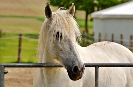 Pasture animal horse head