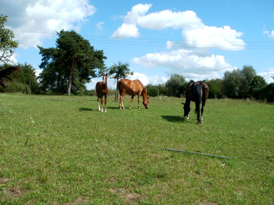 20110815Pferde_Reilingen4
