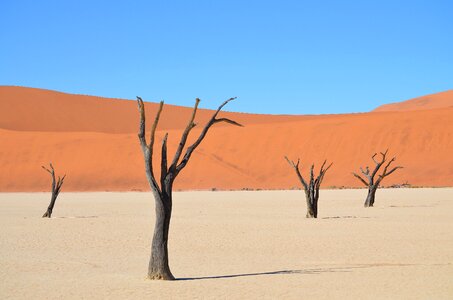 Desert landscape dead trees landscape photo