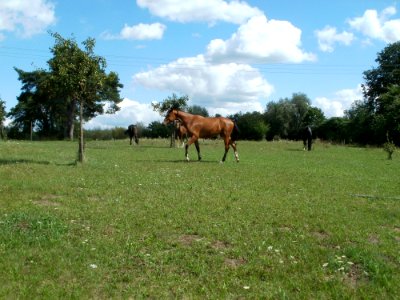 20110815Pferde_Reilingen1