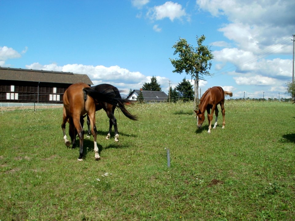 20110815Pferde_Reilingen3