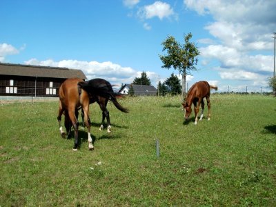 20110815Pferde_Reilingen3