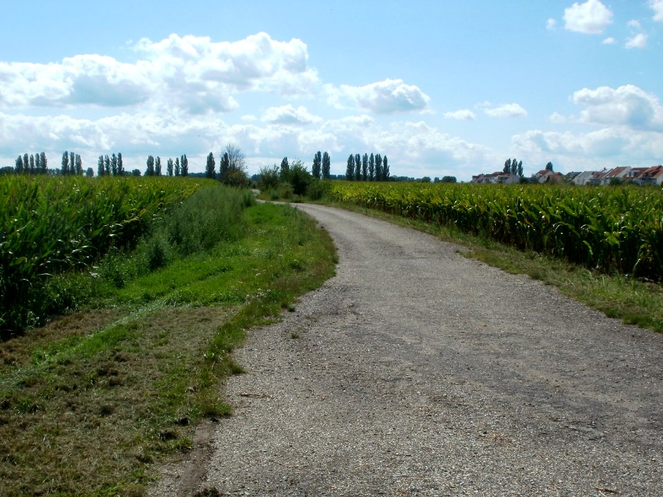 20110815Maisfeld_Hockenheim