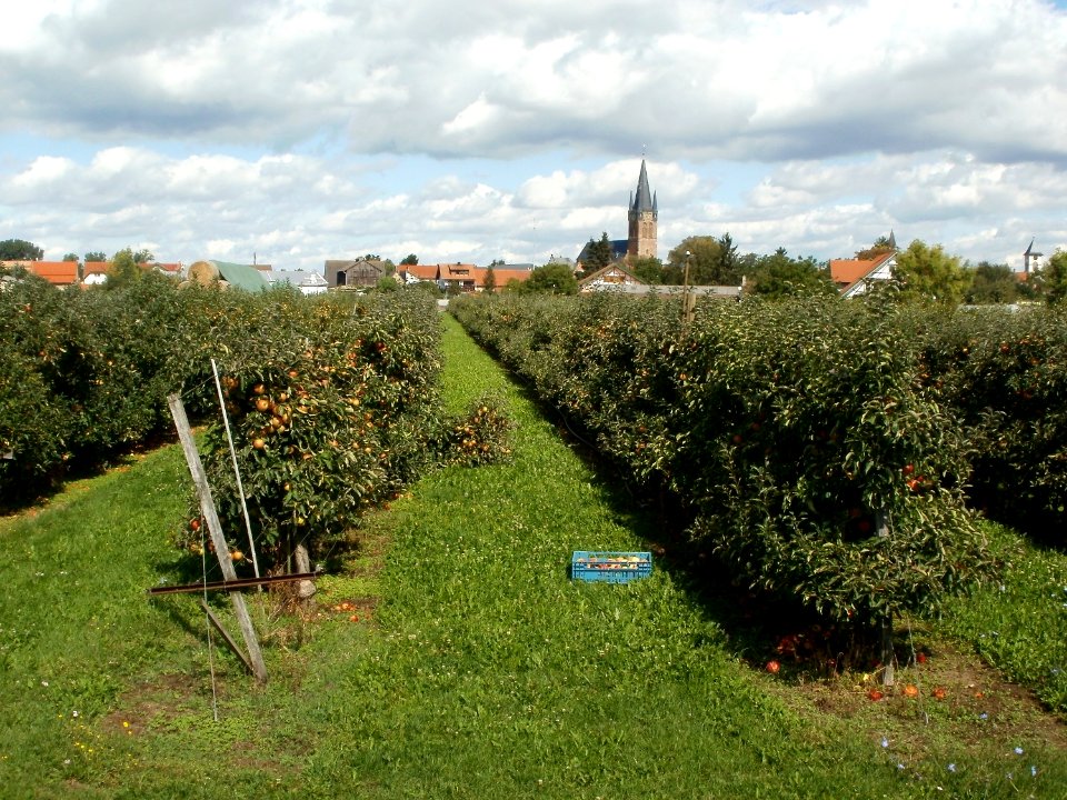 20110829Obstgarten_Reilingen5