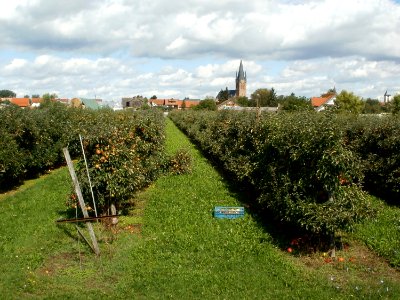 20110829Obstgarten_Reilingen5