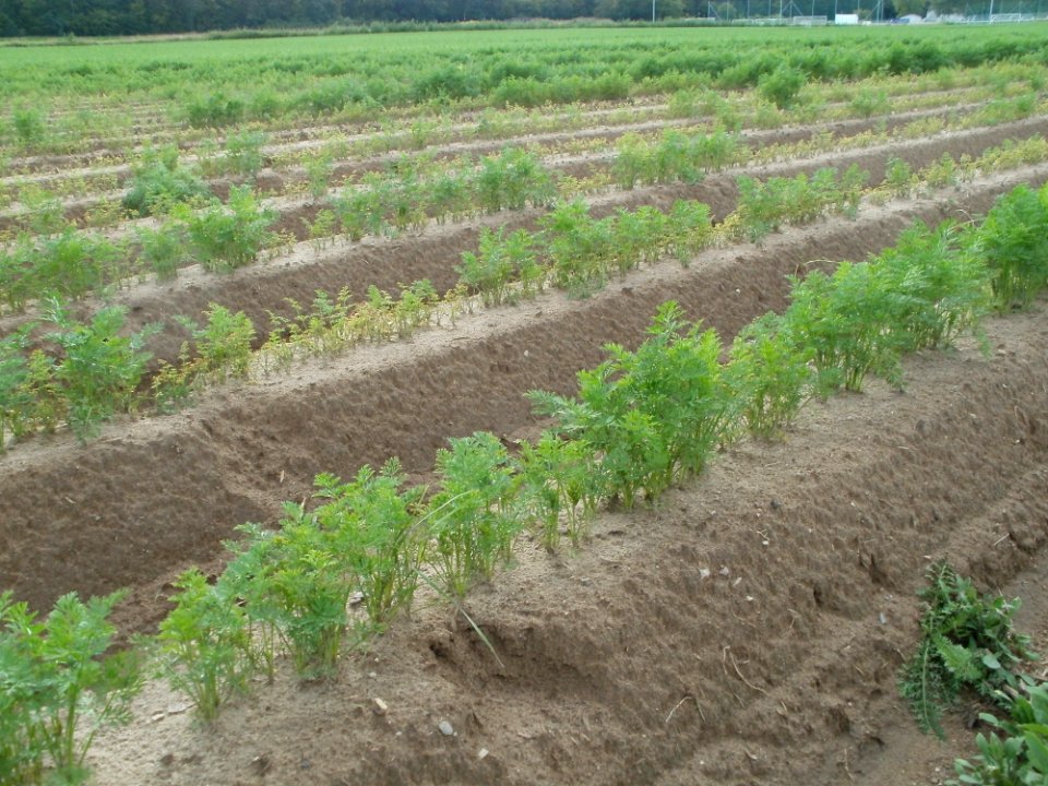 20110815Karottenfeld_St_Leon-Rot1