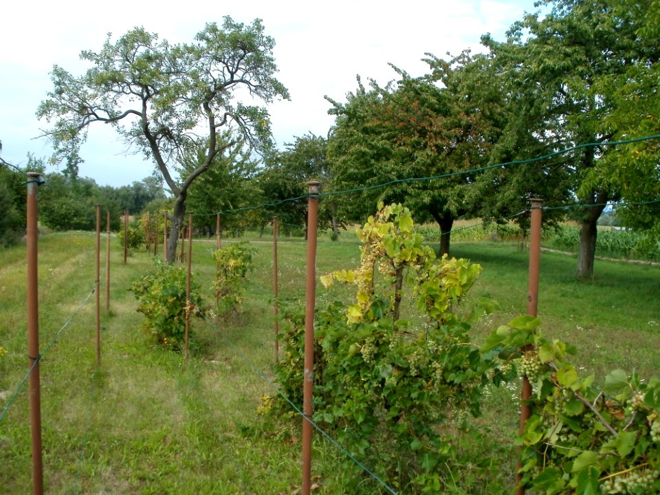 20110812Weinberg_Oberhausen7