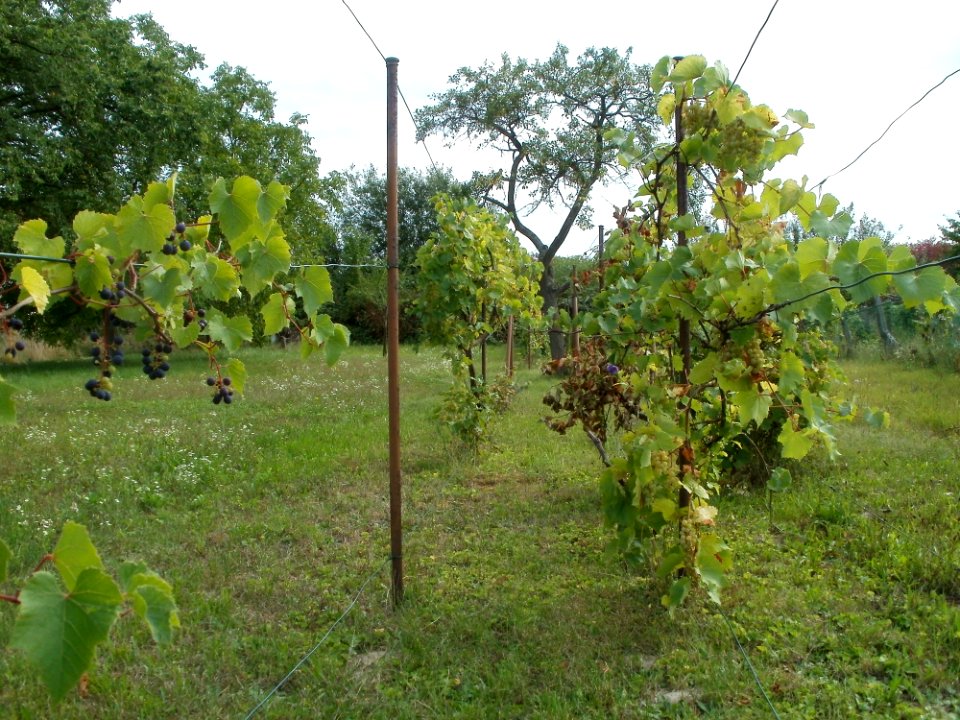 20110812Weinberg_Oberhausen2