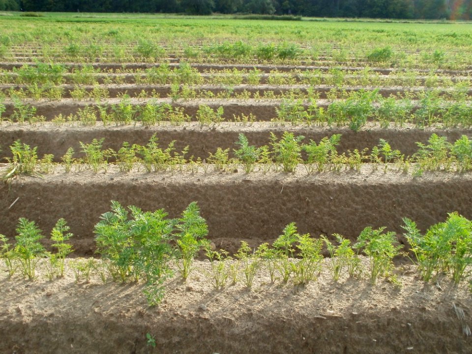 20110815Karottenfeld_St_Leon-Rot2