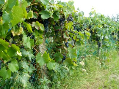20110812Weinberg_Oberhausen3