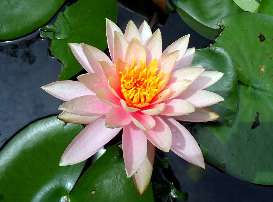 Peach glow nymphaeaceae lily