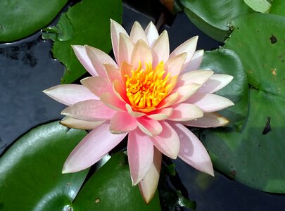 Peach glow nymphaeaceae lily