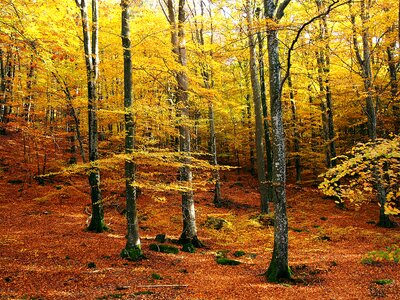 Forest nature sweden