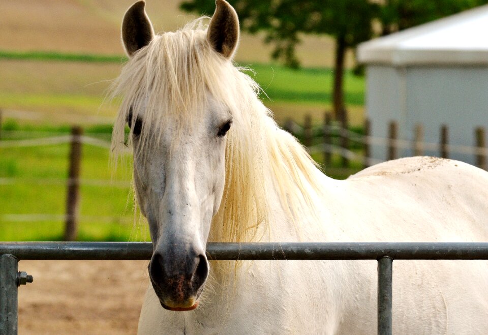 Animal world animal portrait horse