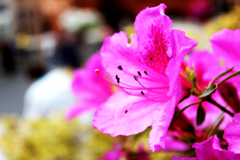 Floral garden pink