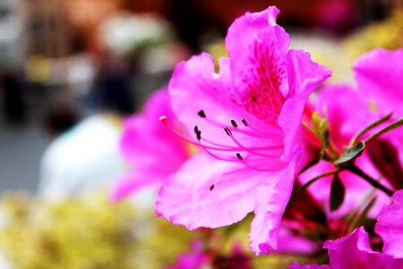 Floral garden pink photo