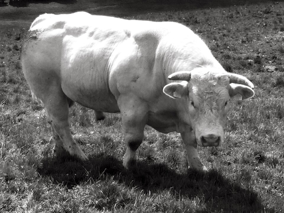 Aubrac-bull force strength