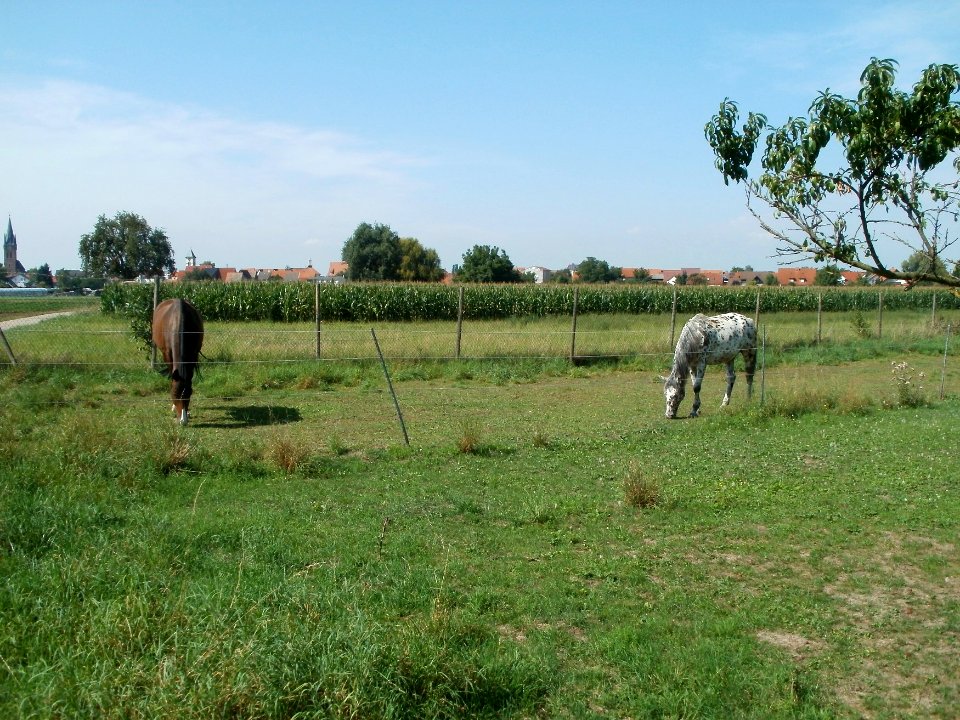 20110826Pferde_Reilingen