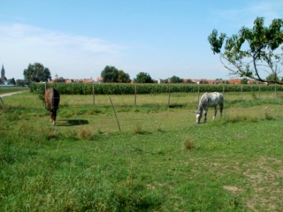 20110826Pferde_Reilingen