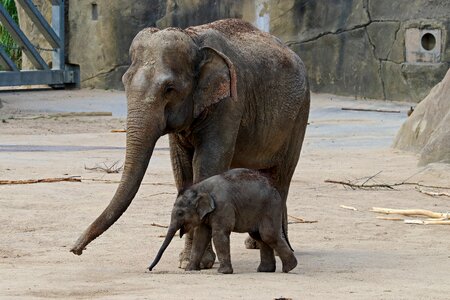 Animals africa zoo