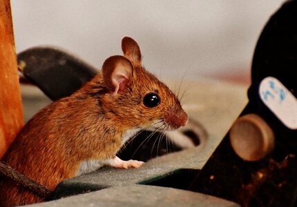 Mammal nager nature