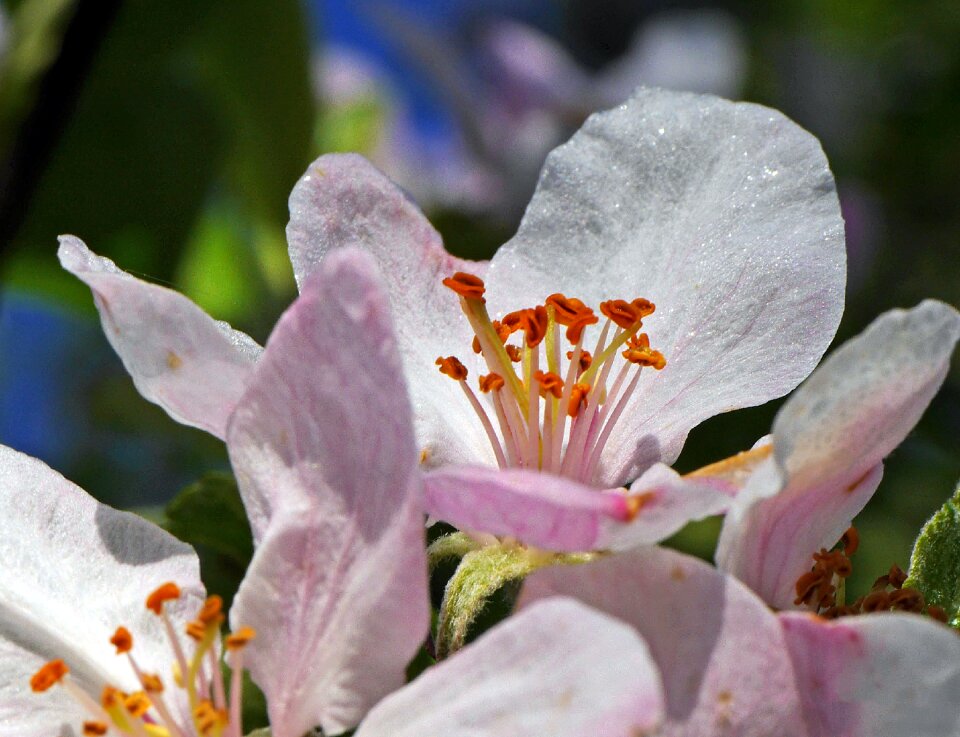 Stamens pink and white orange