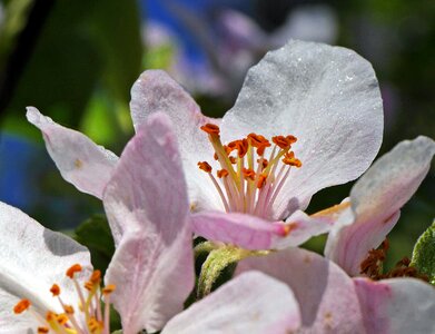 Stamens pink and white orange photo