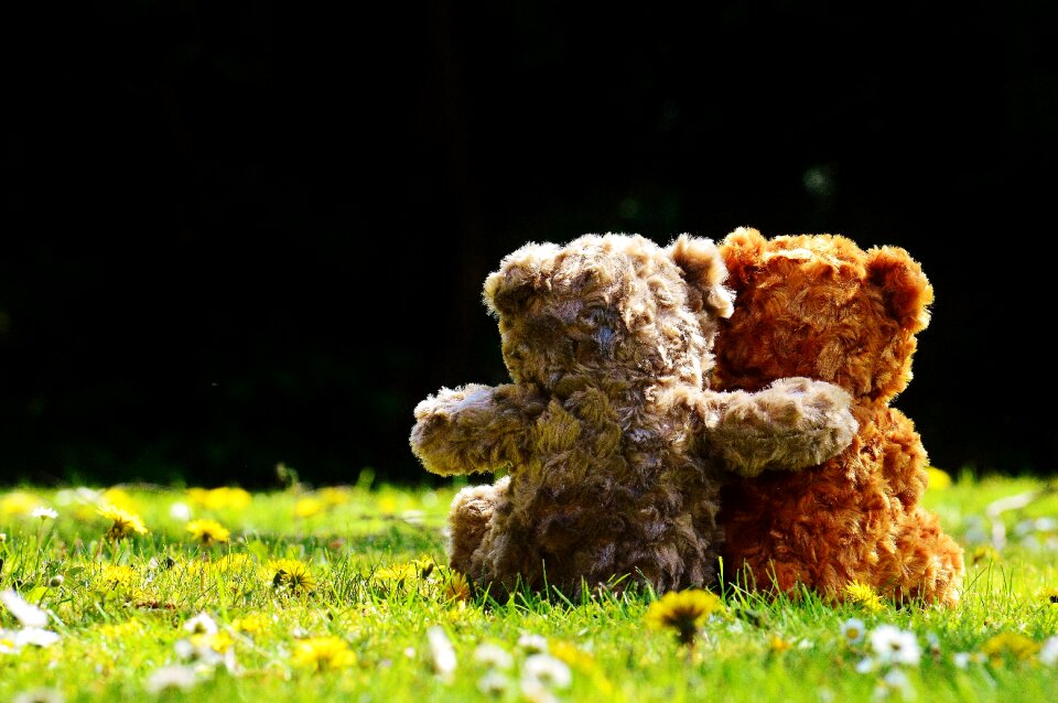 Affection bears cute